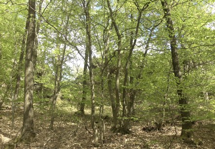 Natur pur, © Rita Kaiser