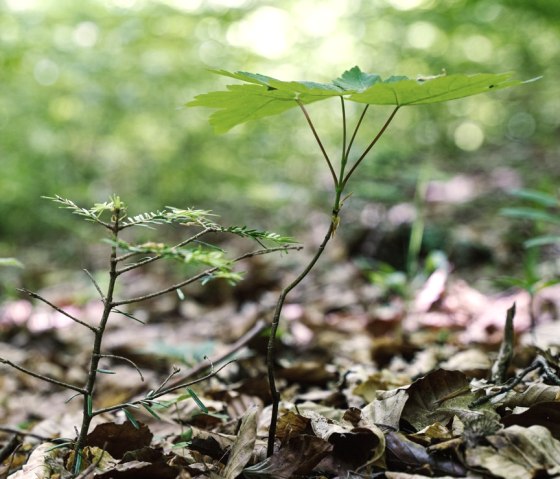 Growth in the Urwlad project, © ©Wohlleben_Waldakademie