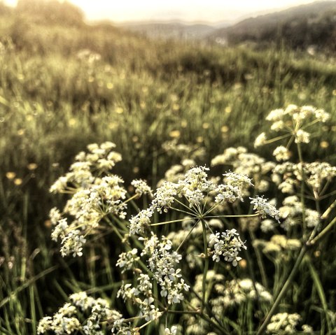 Natur, &copy; Sebastian Schulte