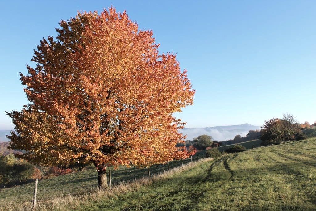 Baum im Herbstlaub Eifel und Ahrtal, &copy; Walter Schmitz