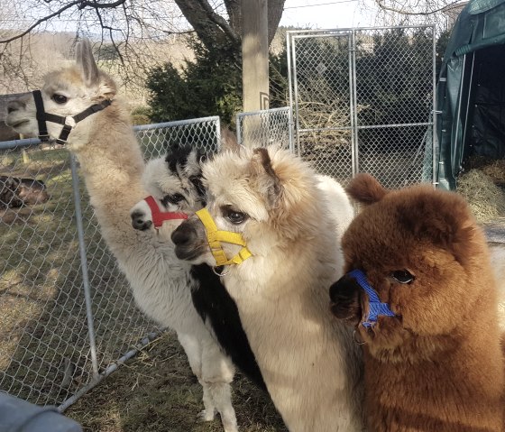 Colorful alpaca herd, © M.Terzan