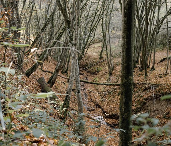 Een herfstbos met kale bomen en een bodem bedekt met bladeren. Een klein beekje stroomt door het midden van de foto., &copy; &copy;Wohlleben_Waldakademie