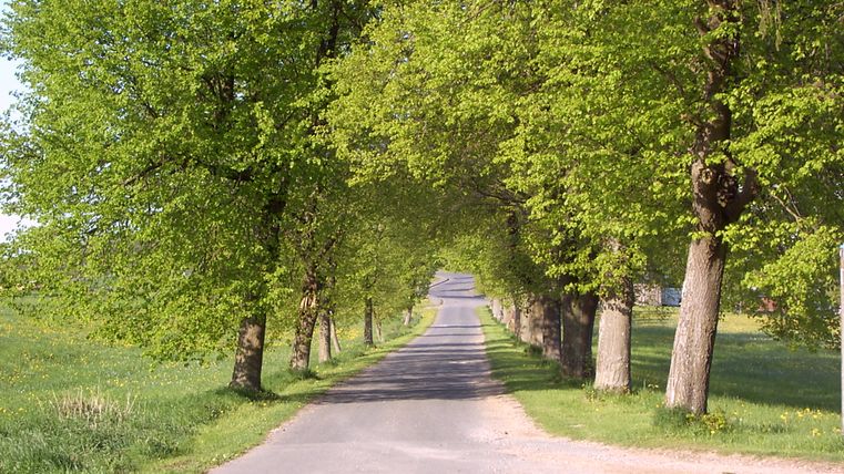 Eine von Bäumen gesäumte Landstraße im Frühling.
