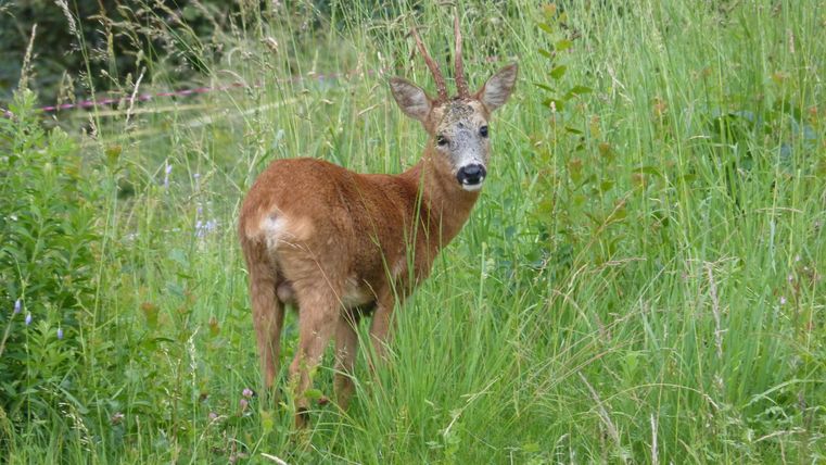 Ein Reh steht im hohen Gras und blickt aufmerksam zur Seite. Die Umgebung ist grün und natürlich.
