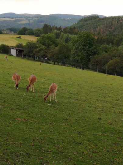 Drei Tiere weiden auf einer grünen Wiese. Im Hintergrund sind Bäume und sanfte Hügel zu sehen.