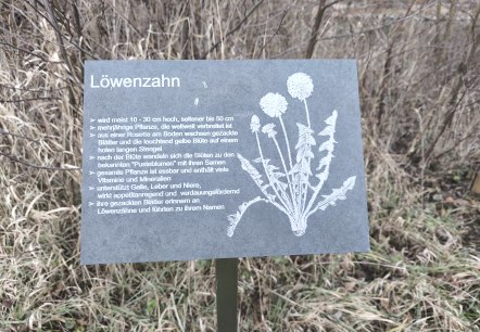 L&ouml;wenzahn, &copy; Tourist-Information Hocheifel-N&uuml;rburgring, DannySchmitz