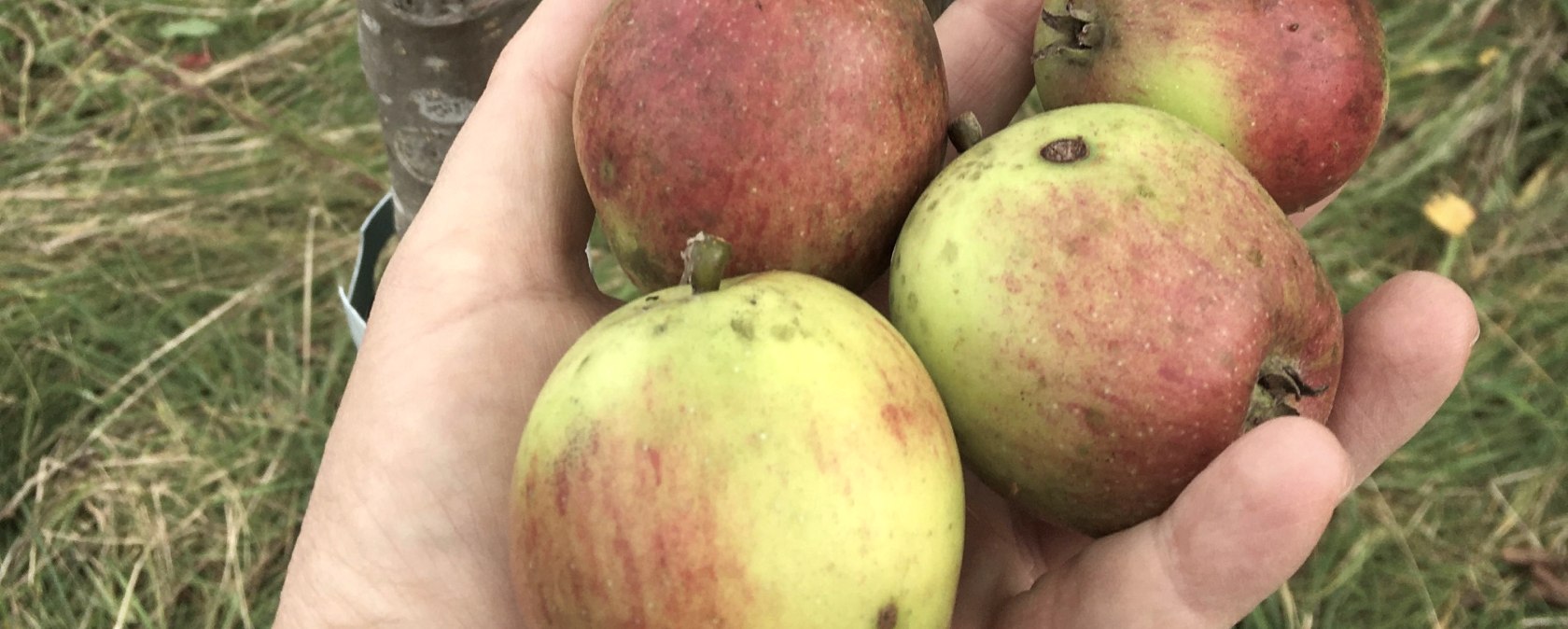 Apfelernte, &copy; Steuobst EifelAhr e.V.