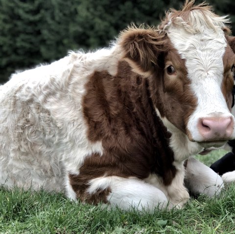 Kalb, © TI Adenau ©Sebastian_Schulte