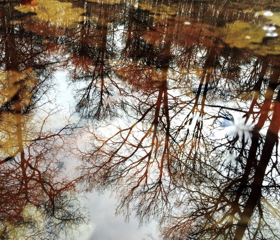 Herbst in der Eifel. Ein Farbenspiel der Natur! Herbstzauber, &copy; Sebastian Schulte