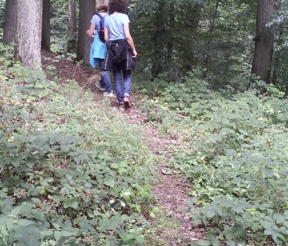Forest trail on the owl path, © TI Hocheifel-Nürburgring