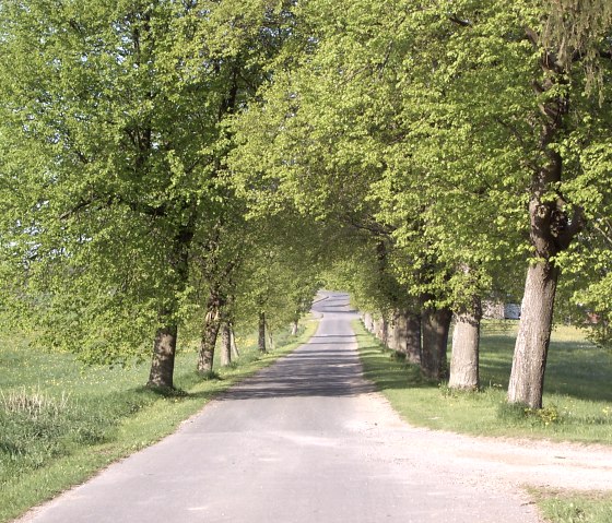Eine schmale Landstraße führt durch eine grüne Allee mit dicht belaubten Bäumen an einem sonnigen Frühlingstag., © TI Hocheifel Nürburgring,A.Schneider