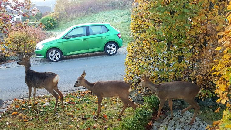 Drei Rehe laufen an einem Straßenrand vorbei, während ein grünes Auto daneben parkt. Die Umgebung ist herbstlich mit buntem Laub.