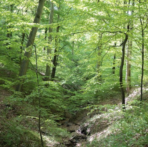 Dreisbachtal, © Tourist-Information Hocheifel-Nürburgring, Wohllebens Waldakademie