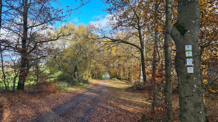 Herbstliche Allee mit Laubbäumen und blauem Himmel.