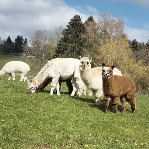 Die bunte Herde Alpakas, © M.Terzan