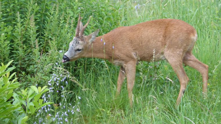 Ein Reh steht in hohem Gras und frisst Pflanzen. Die Umgebung ist grün und natürlich.