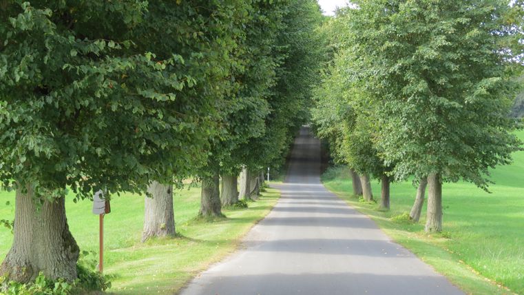 Eine ruhige Straße, gesäumt von hohen Bäumen. Auf beiden Seiten erstrecken sich grüne Wiesen.