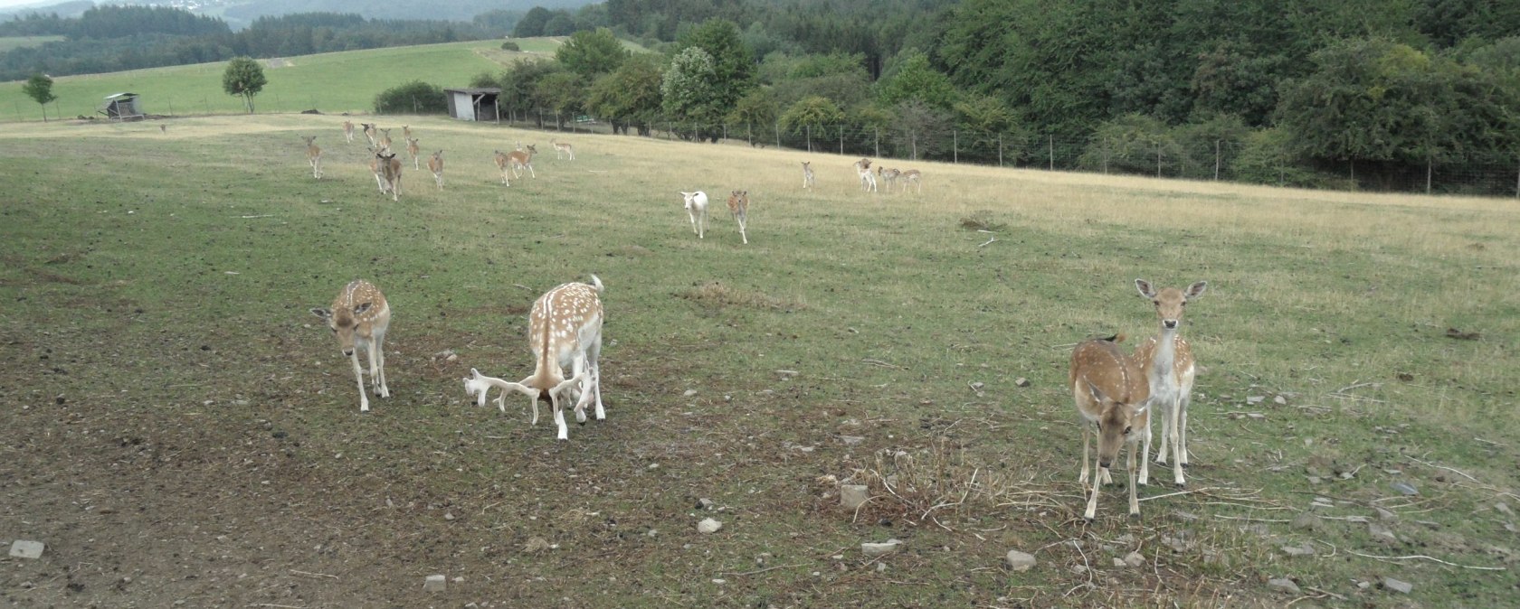Wildgehege bei Winnerath, © Tourist-Information Hocheifel-Nürburgring, Gerd Spitzlay, Wanderfreunde Schuld e.V.