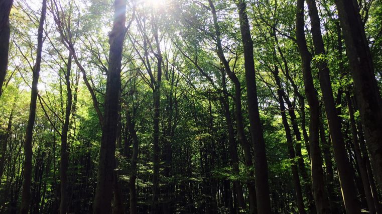 Sonnenlicht scheint durch die Bäume in einem dichten Wald.