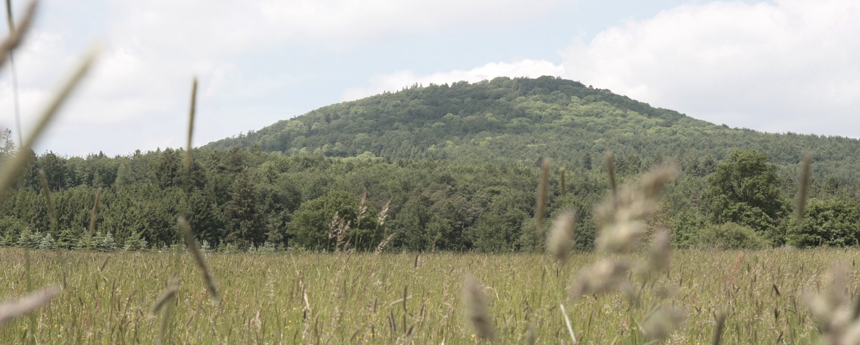 Green meadow with yellow flowers in the foreground, behind it a wooded hill under a blue sky., &copy; Werner Dreschers