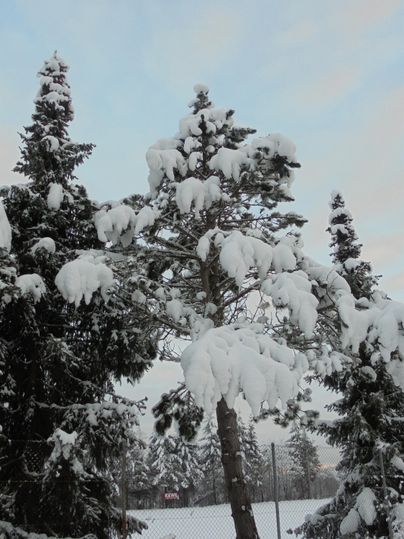 Ein verschneiter Baum mit dickem Schneebelag steht in einer winterlichen Landschaft. Im Hintergrund sind weitere Tannenbäume und ein blauer Himmel zu sehen.