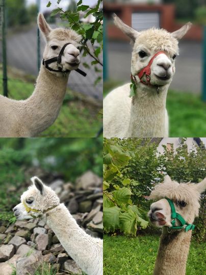 Vier Alpakas in verschiedenen Posen sind zu sehen. Jedes Alpaka trägt eine andere Schnauze oder Halfter und steht in einer grünen Umgebung.
