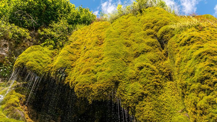 Moosbedeckter Wasserfall mit feinen Wasserströmen, umgeben von üppigem Grün und blauem Himmel.