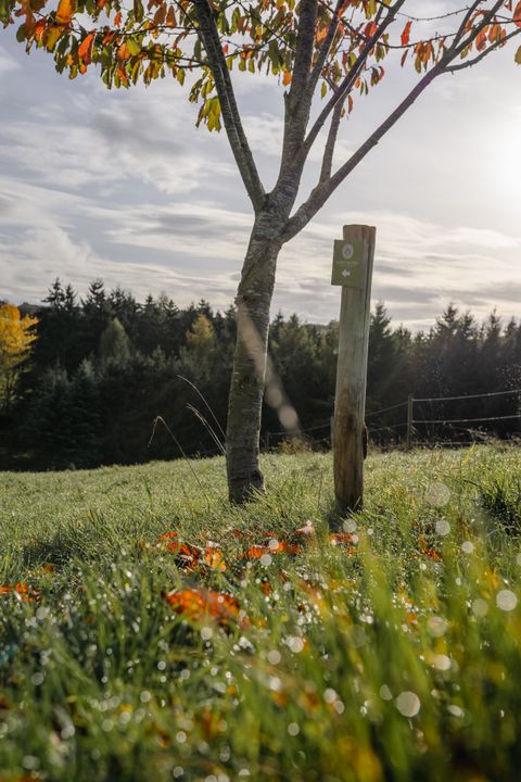 Ein Baum mit Herbstlaub und ein Holzpfosten auf einer Wiese, im Hintergrund ein Wald.