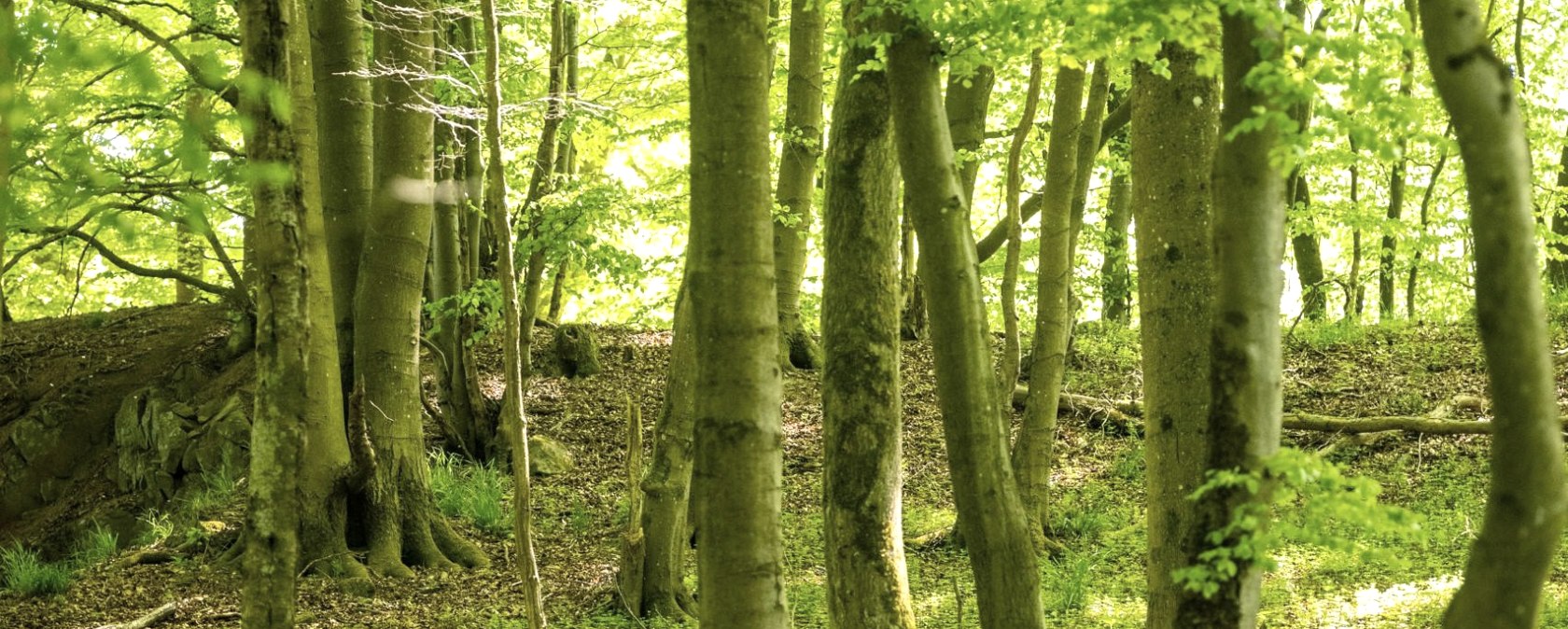 Laubwald Hocheifel-Nürburgring, © Eifeltourismus,VGVAdenau,D.Ketz