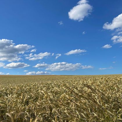 Un vaste champ de blé mûr sous un ciel bleu clair. Des nuages blancs flottent doucement au-dessus du paysage.