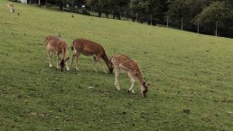 Wildgehege bei Winnerath1, © Tourist-Information Hocheifel-Nürburgring, DannySchmitz