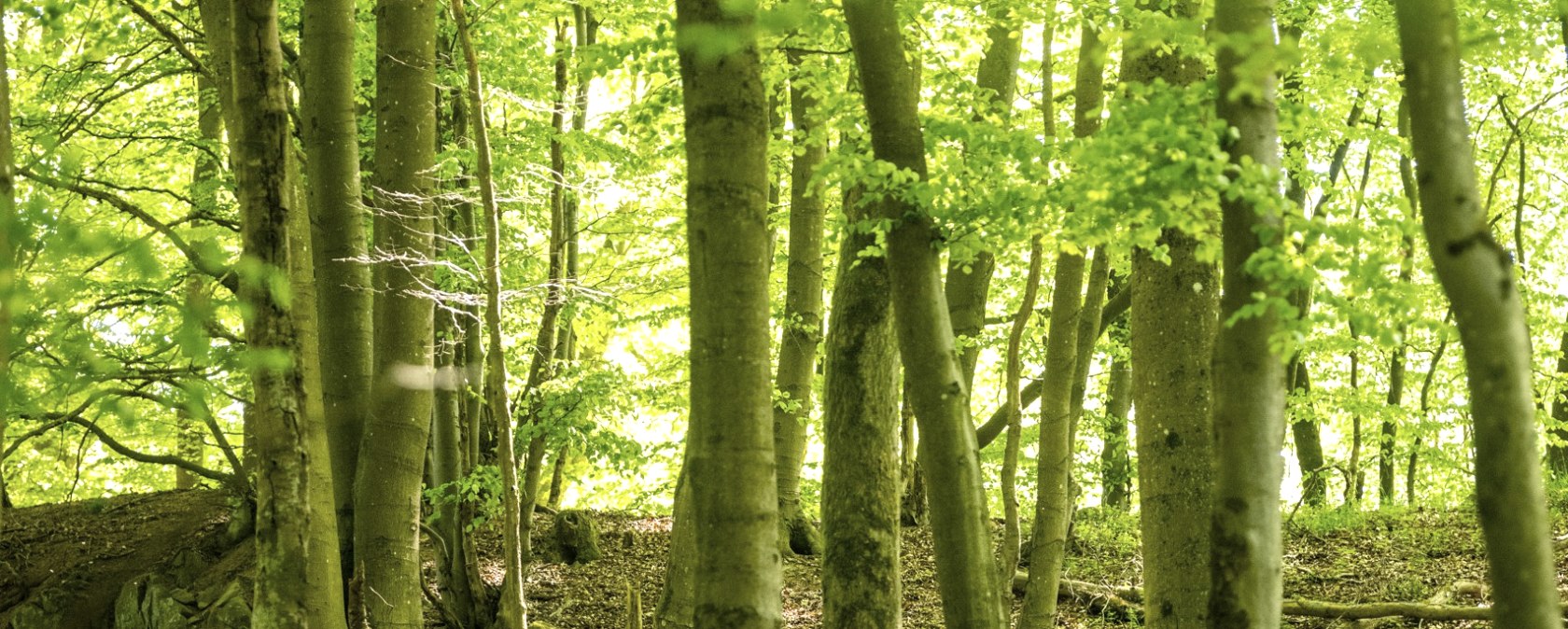 Die Waldfarben im leuchtendem Grün , © TI Hocheifel-Nürburgring, D.Ketz 