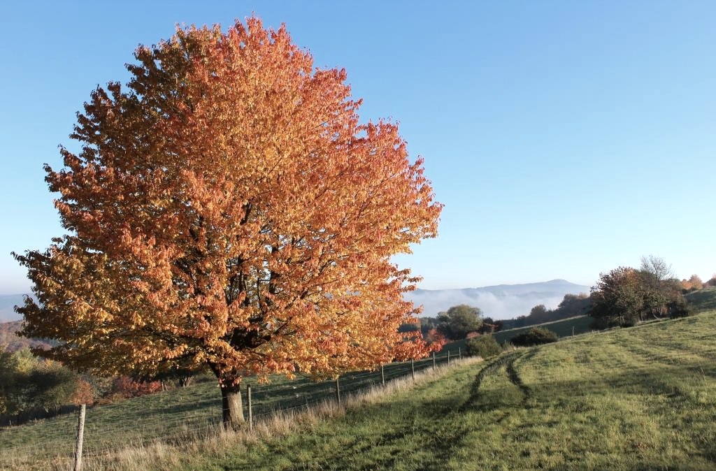 Baum im Herbstlaub Eifel und Ahrtal, © Walter Schmitz