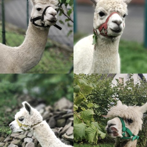 Sandras Eifler Alpakas, &copy; Sandras Eifler Alpakas