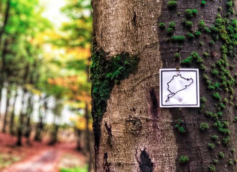 Ein Baumstamm mit Moos und einem Orientierungsschild ist im Vordergrund zu sehen. Der Hintergrund zeigt einen Waldweg mit bunten Bäumen.