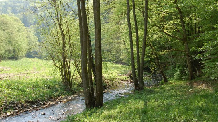 Een rustige stroom loopt door een groene bos met hoge bomen. De omgeving is vredig en zonnig, ideaal om te ontspannen in de natuur.