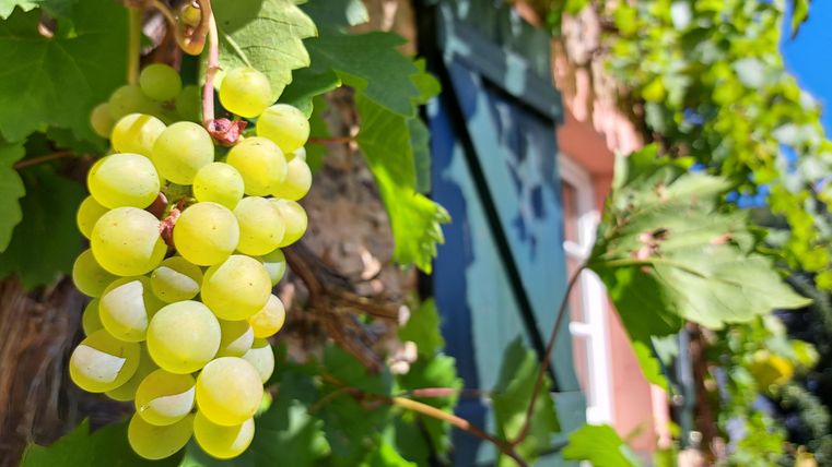 In summer, you can harvest delicious grapes.