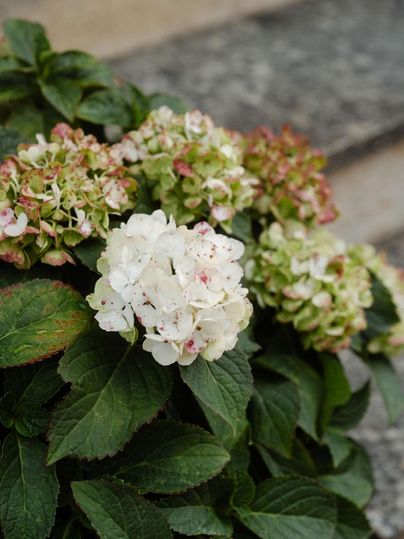 Eine Gruppe von Hortensien mit weißen und grünen Blüten. Die Pflanzen haben auch einige braune Blüten und gesunde, grüne Blätter.