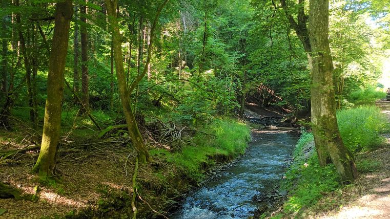 Een rustige beek stroomt door een dichte bos. De weelderige bomen bieden schaduw en creëren een vredige sfeer.