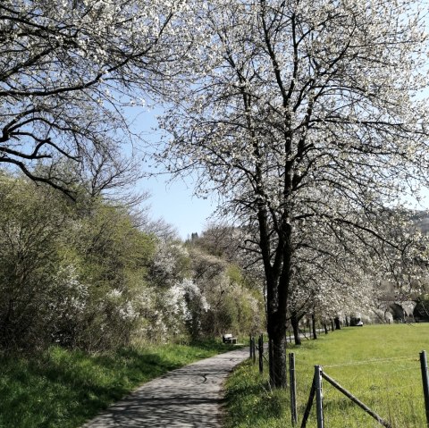 Une piste cyclable traverse un paysage verdoyant avec des arbres en fleurs et un ciel bleu limpide., © TI Hocheifel-Nürburgring©D.Schmitz
