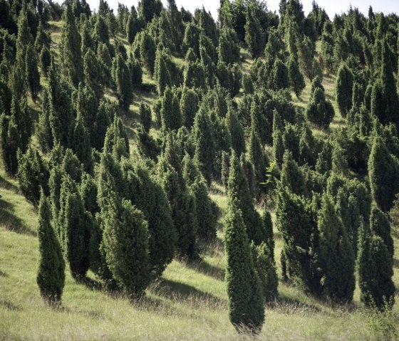 Réserve de genévriers de la vallée de Lampert. La plus grande zone de genévriers d'un seul tenant en Rhénanie-du-Nord-Westphalie, © Rheinland-Pfalz Tourismus/D. Ketz
