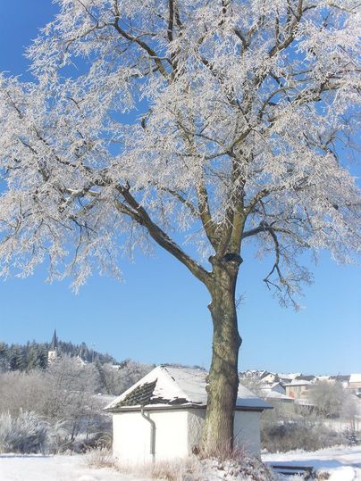 Un arbre couvert de gel se tient à côté d'une petite maison blanche. Le ciel bleu clair et le paysage enneigé créent une atmosphère hivernale.