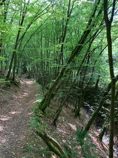 Ein schmaler Pfad führt durch einen dichten, grünen Wald. Die Bäume sind reichlich und das Licht filtert sanft durch das Laub.