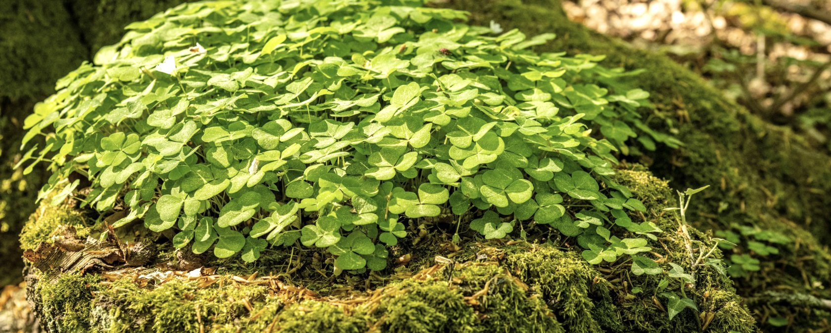 Wanderimpressionen, &copy; Dominik Ketz