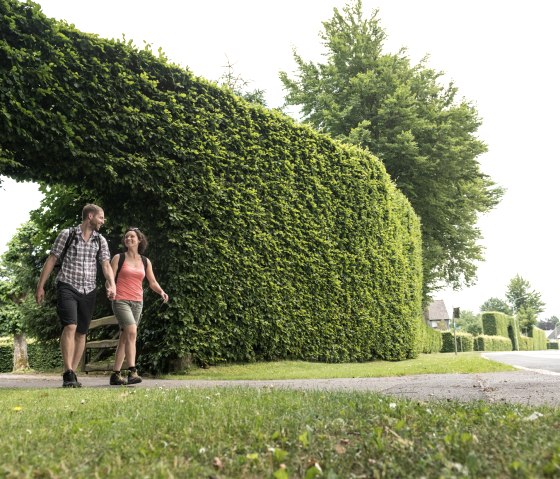 Hike through the beech hedges in Höfen on the Eifelsteig trail, © Eifel Tourismus/D. Ketz