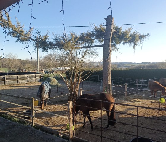 Pferde Paddocks, © Martina Gebert