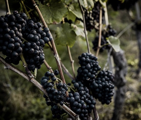 Ahrwein Weinlese, &copy; 2021-Ahrwein-Weinlese-Weingut-Max-Schell-@Max-Harrus-6567-2