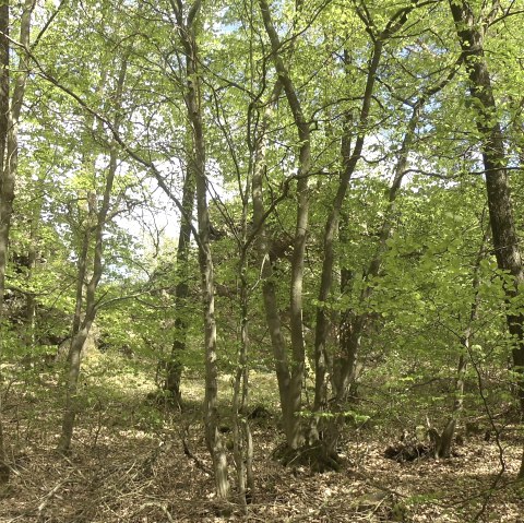 Natur pur, © Rita Kaiser