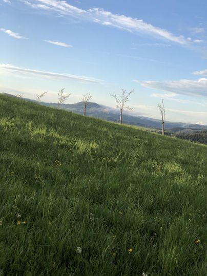 A green meadow with scattered trees and a wide view of the hills in the background. The sky is blue with some clouds.