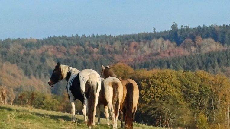 Nous avons un petit élevage de chevaux Paint américains.